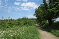 Winkleigh Wood Photo