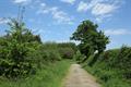 Winkleigh Wood Photo
