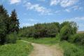 Winkleigh Wood Photo