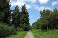 Winkleigh Wood Photo
