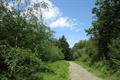 Winkleigh Wood Photo