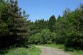 Winkleigh Wood Photo