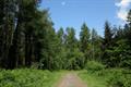 Winkleigh Wood Photo