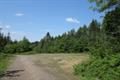 Winkleigh Wood Photo