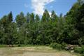 Winkleigh Wood Photo