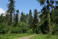 Winkleigh Wood Photo