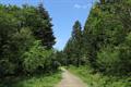 Winkleigh Wood Photo