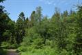 Winkleigh Wood Photo